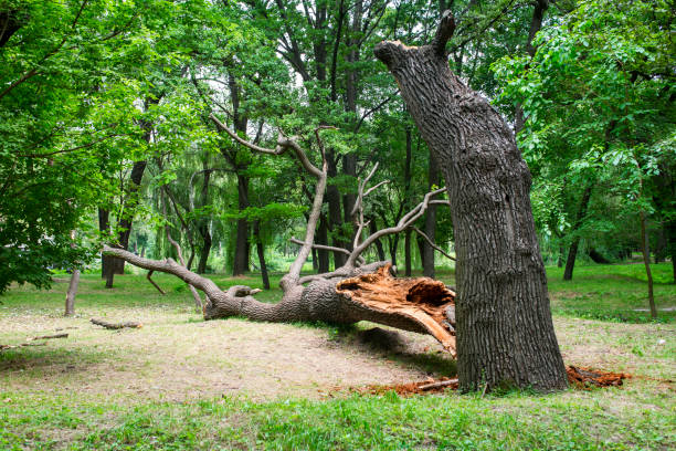 Best Hazardous Tree Removal  in Nashville, TN