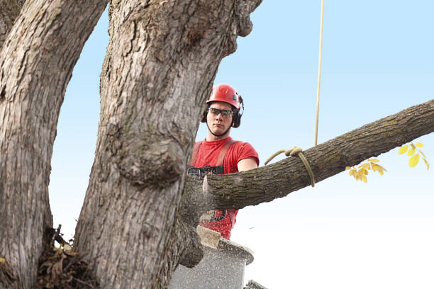 Best Commercial Tree Services  in Nashville, TN